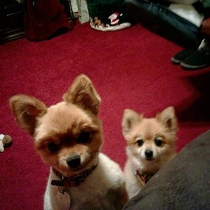 Meet your Posher, Pattie